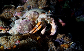 Birmanie - Mergui - 2018 - DSC02923 - Anemone Hermit crab - Bernard l ermite des anemones - Dardanus pedunculatus